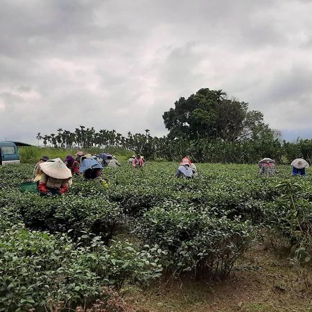 Dong Li Tea Homestay 瑞穂郷 エクステリア 写真